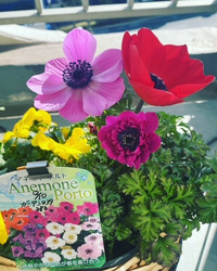 12月にアネモネポルトを買い 寄せ植えを作りました 1月末から花があがって Yahoo 知恵袋