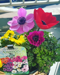 12月にアネモネポルトを買い 寄せ植えを作りました 1月末から花があがって Yahoo 知恵袋