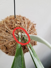 ビカクシダ ビーチーを苔玉仕立てにしました そしたら胞子葉を3枚つけた成長 Yahoo 知恵袋