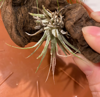 このエアプランツは枯れてしまってるでしょうか 去年の10月くらいにダイソー Yahoo 知恵袋