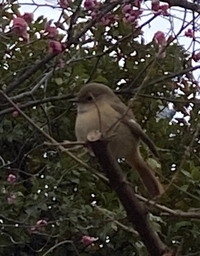 この鳥は何ですか 近くで写真を撮っていた方がエナガの雌だと言って Yahoo 知恵袋