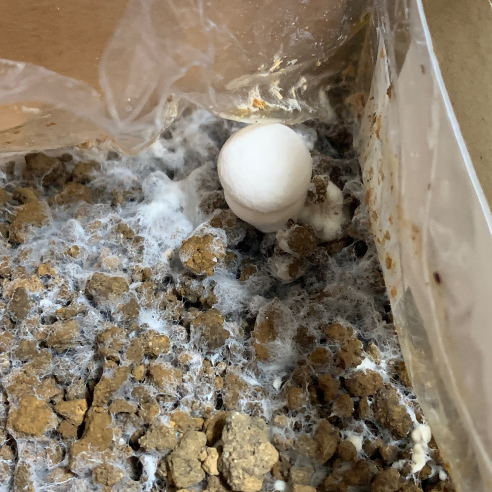 この表面を覆ってる白いものは白カビでしょうかそれとも キノコの菌糸でしょう Yahoo 知恵袋