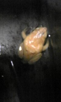 田んぼで黄色い蛙を見つけました 何の種類かわかりますか 田んぼで黄色 Yahoo 知恵袋