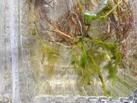 これはマツモ ですか 同じく マツモではありません フサモ Yahoo 知恵袋