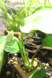 アヌビアスナナの茎が茶色くなってちょっと白いモヤモヤが付いてるように見えま Yahoo 知恵袋