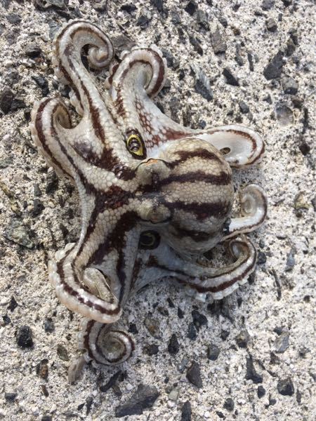 このタコはイイダコでしょうか 正解です 美味しいタコですよ Yahoo 知恵袋