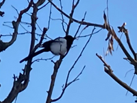 この鳥の名前は 北海道恵庭市に 見慣れない鳥がおりました 特徴は Yahoo 知恵袋