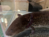 ウーパールーパーみたいな形の生き物でヒーター無しで 10センチくらい Yahoo 知恵袋