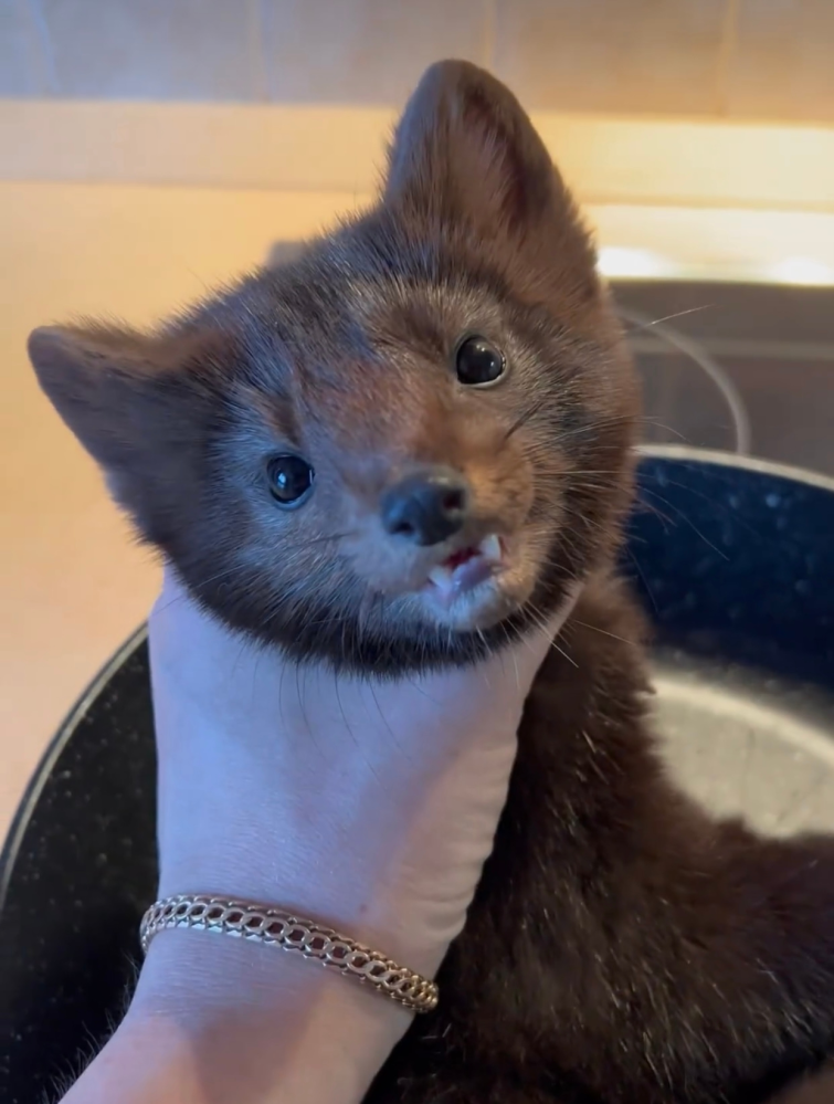 異常プリオンはどこからくるんですか 1番初めに異常プリオンを持った Yahoo 知恵袋