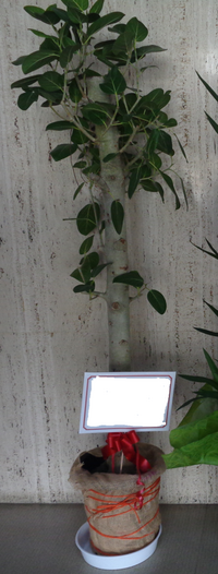 この木の名前を教えて下さい 葉脈 側脈げハッキリしているようなのでフ Yahoo 知恵袋