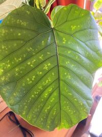 この葉っぱの写真を見てください ウンベラータの葉っぱですが 所々 濃 Yahoo 知恵袋