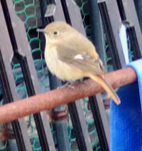 この鳥は何ですか 畑に住み着いててメチャクチャ寄ってきて警戒心はなささそう Yahoo 知恵袋