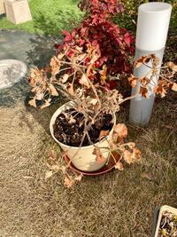 庭のゼラニウムですが今冬で枯れてしまったように見られます 添付した画像の状 Yahoo 知恵袋