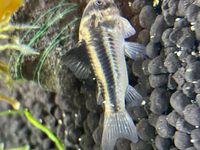 本日熱帯魚のコリドラスを購入したのですが尾ビレに白い点のようなも Yahoo 知恵袋