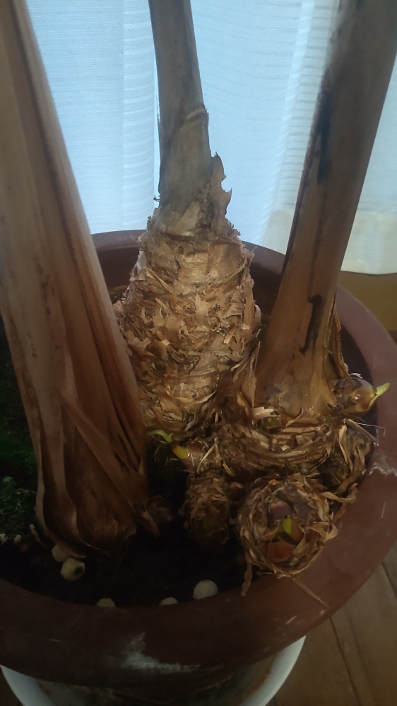 長年にわたりバナナの木を鉢で育てています 初めは一本でしたが現在はこんな状態となりました 植え替え方法や殖やしかたはどうすれば良いのでしょう ご存知の方がお見栄になったら 宜しくお願い致します