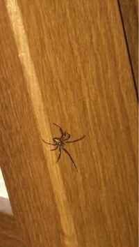 この蜘蛛さんはイエユウレイグモですか 2ヶ月前から家にいま Yahoo 知恵袋
