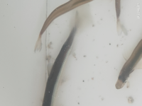 うん ワカサギは生では食べられない魚なんですか 赤虫って何 釣った Yahoo 知恵袋