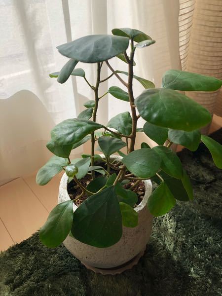 去年の春から大事に育てている小判菩提樹です 成長は著しく葉 Yahoo 知恵袋