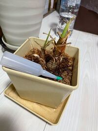 シマクワズイモの土に虫が湧いてしまったため一時的に野外に移動していたら寒さ Yahoo 知恵袋