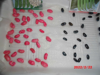 ２週間前にいんげんの種を畑に2袋程まいたねですが 3つくらいしか発芽 Yahoo 知恵袋