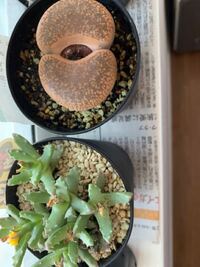 多肉植物リトープス属の育て方 日輪玉を買ったのですが1回花が咲くと花は咲か Yahoo 知恵袋