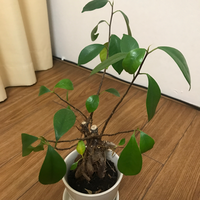 がじゅまるの根の太らせかたを詳しく教えてくださいどこ調べても載っ Yahoo 知恵袋