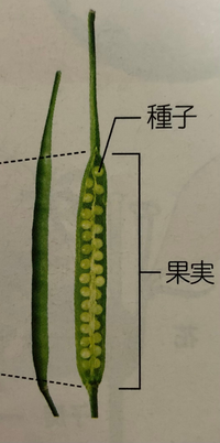 中一理科 植物のつくりについての質問です 果実は種子を含みますか Yahoo 知恵袋