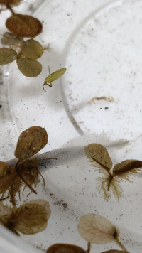 外で飼っているメダカですが 2 3日ぶりにご飯をあげに見てみるとこのような Yahoo 知恵袋