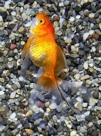 金魚が死んでるかどうかの見分け方を教えてください水槽のそこで Yahoo 知恵袋