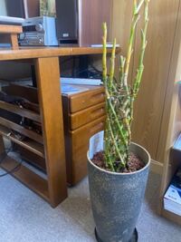 会社の観葉植物が枯れてしまいました 枯れてるところを切ったのですが Yahoo 知恵袋