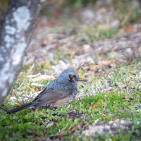 この鳥は何て名前の鳥ですか Linnelensというアプリで調べてみたらヒ Yahoo 知恵袋