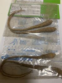 桔梗って球根ですか キキョウは宿根ですね 株分けで増や Yahoo 知恵袋