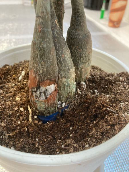 パキラの茎の根元が少し柔らかくなってきました。 - 経験が少なく