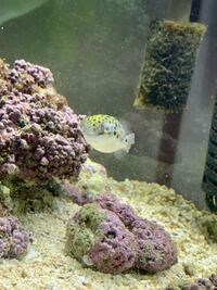 ミドリフグが急に食欲を無くしました アカムシを１日一回 1ブ Yahoo 知恵袋