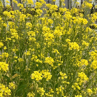 この花の名前を知りたいのですがよろしくお願いします ナノハ Yahoo 知恵袋