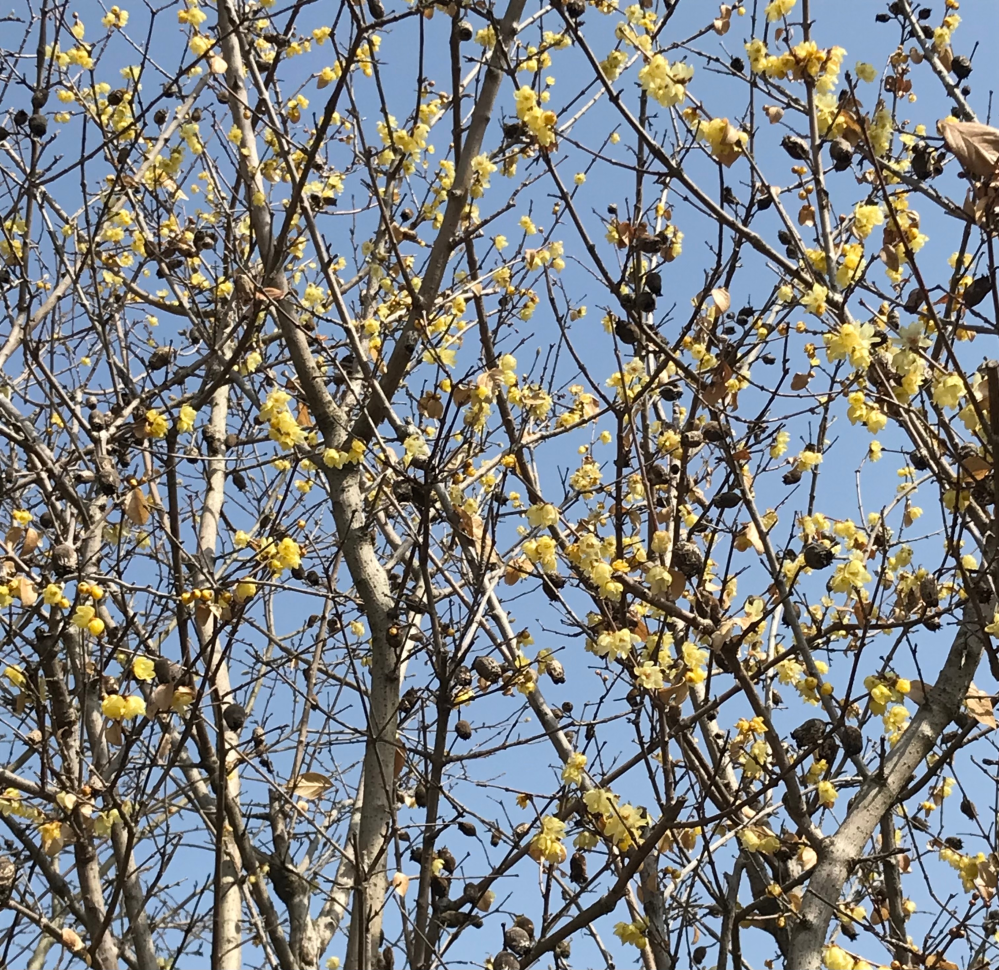 この花の名前はなんですか ヒュウガミズキですかね 蝋梅 Yahoo 知恵袋