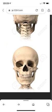 顎って皆こんなふうに割れてるんですか 私は骨はこんな感じなんですけど Yahoo 知恵袋