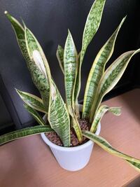 3年くらい育てていたサンスベリアがこの様にしおれて来たり倒れてしまったので Yahoo 知恵袋