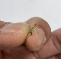 この虫は何という虫ですか 会社の敷地内に365日居る様な気がしま Yahoo 知恵袋