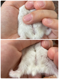 ハムスターの赤ちゃんの性別についてお聞きしたいのですが 生後3週間でそ Yahoo 知恵袋