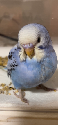 漂流家族竹下家のその後ってどうなったんですか ガンか骨肉腫で足を切ってしま Yahoo 知恵袋