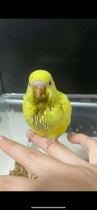 このセキセイインコアルビノオスかメスか分かりますか 私の見た感じ Yahoo 知恵袋