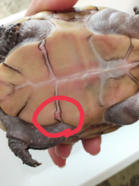 カメは 成長にしたがって甲羅はどの様に大きくなっていくのですか 子 Yahoo 知恵袋