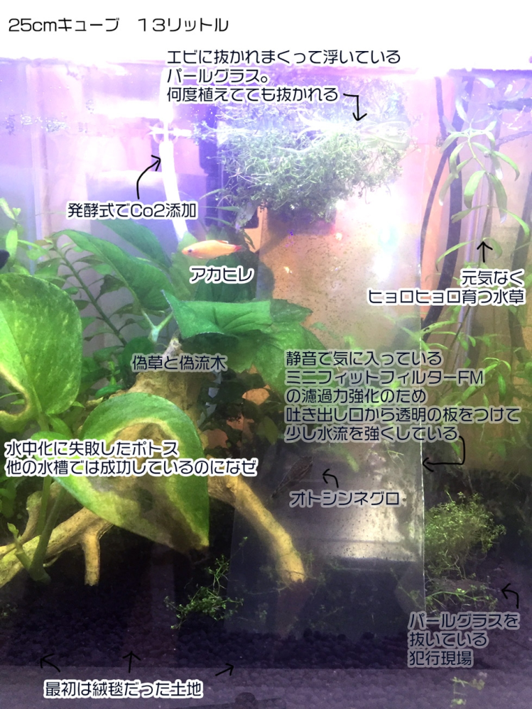 急募 ここから水草を立て直す方法 写真 水草が非常に汚い感じになってしま Yahoo 知恵袋