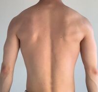 背中が広い人がタイプというのはつまりどーいう意味なのでしょうか 鍛えてるとかそ Yahoo 知恵袋