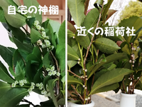匂いがしないヒサカキはありますか春になりました よくお参りしている稲荷社に Yahoo 知恵袋