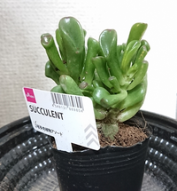 この多肉植物の種類を教えて下さい ダイソーで売られていました いつもあ Yahoo 知恵袋