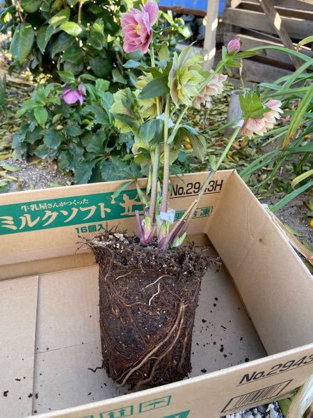 クリスマスローズ20本程 新芽が出て来てます こぼれ種育ちのクリスマス 