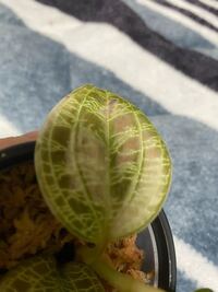 ジュエルオーキッドを復活させたい 10日前に購入し ひとまわ Yahoo 知恵袋