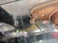 飼っているカタツムリの頭に謎の出来物があるのですがこれは何でしょうか 有識 Yahoo 知恵袋